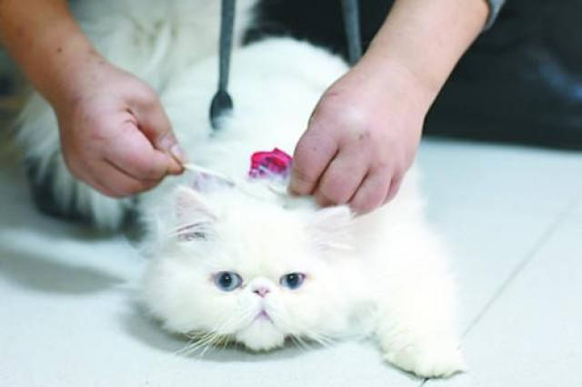 猫咪闹猫可不可以打针,猫咪闹猫能打疫苗吗