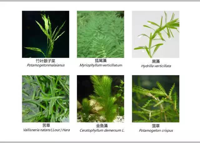 植物配置与品种选择 1)水生植物:水生植物按生活类型主要分为挺水植物