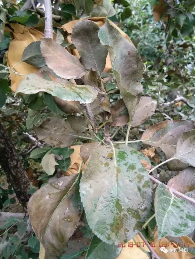 雨后苹果叶片褐变!气灼?疫腐病?褐斑落叶病还是炭疽叶