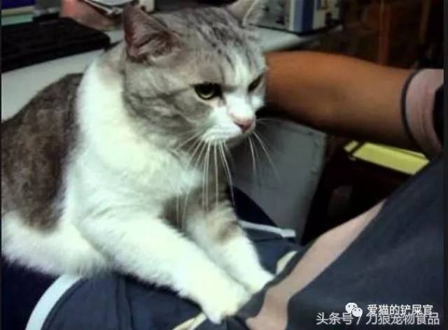 11条猫咪跟你套近乎的行为,符合5条者即可告别猫奴身份!