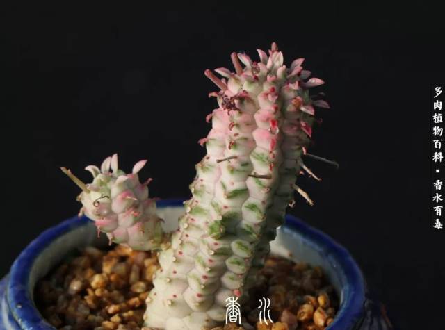 白桦麒麟