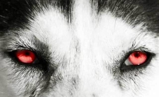 心理学:哪只狼眼睛最凶?秒测你是的智商高不高!