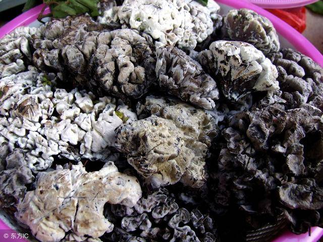 舌尖上的云南——最正宗的野生菌,你都吃过了么?