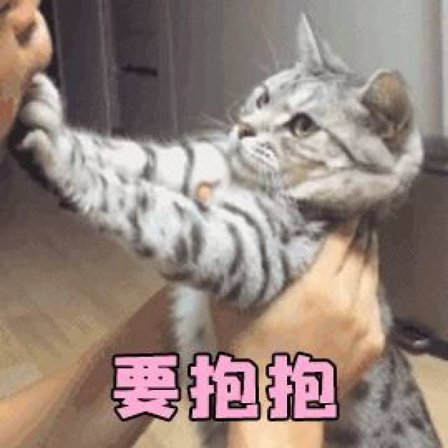 正确抱猫揉腹的方法教程 32178b5fa2f2439490ab968c53b61fcf.jpeg