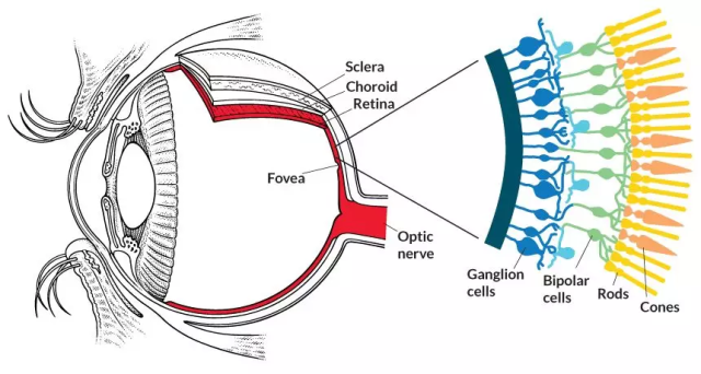 脱落,而且视网膜的中心是视神经延伸出眼球的位置,这里没有感光细胞