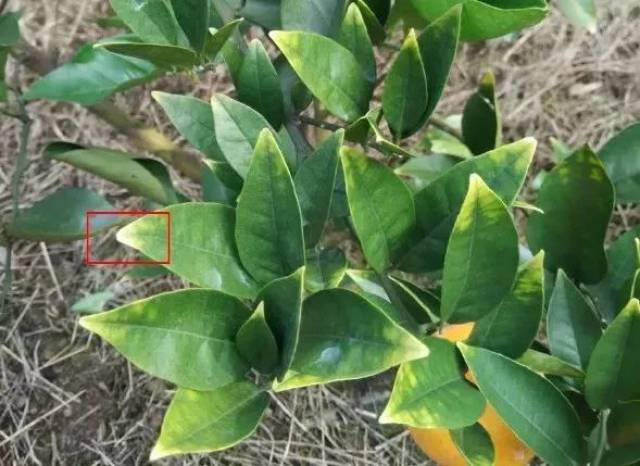人手必备!柑橘最新"缺素"黄化诊断法,教教你