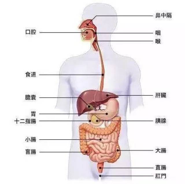 朋友把牙签吞进肚子后