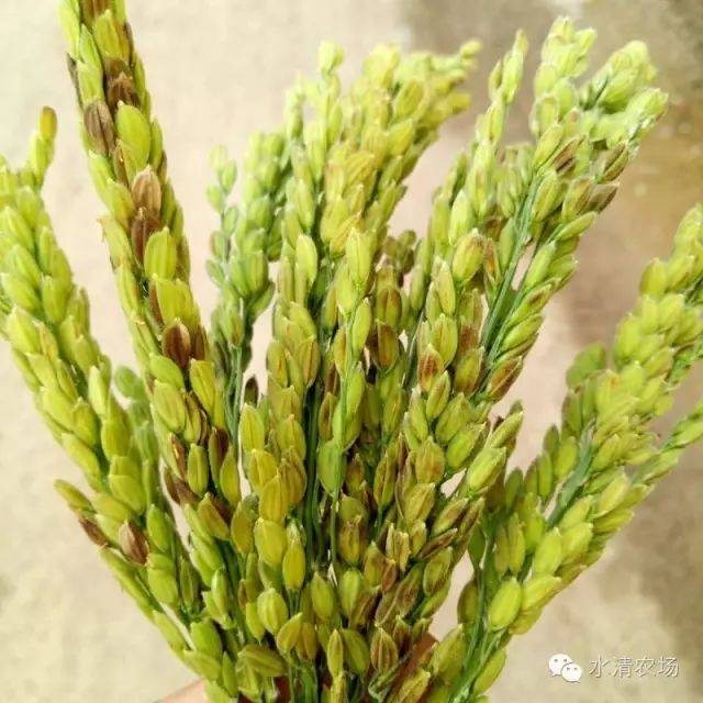 机插稻田化除玄机!高温可造成水稻颖壳异常