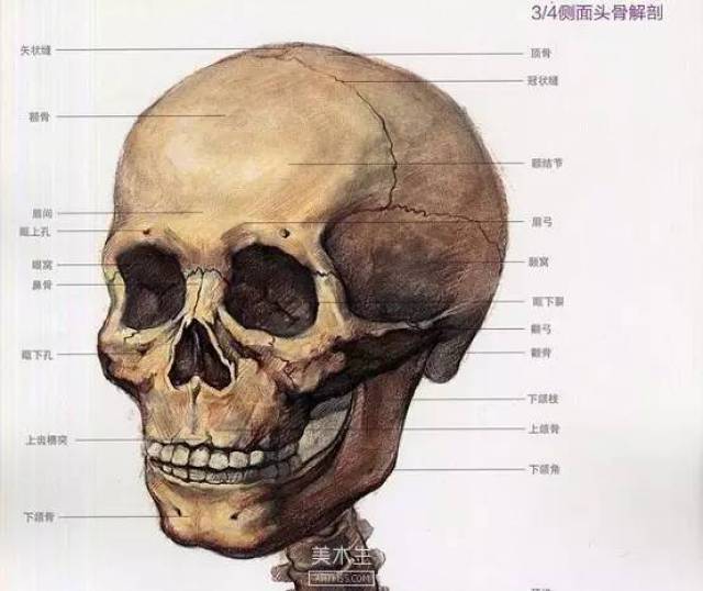 考生应当利用课余时间对人物头骨的解剖结构下一些工夫进行研究和理解