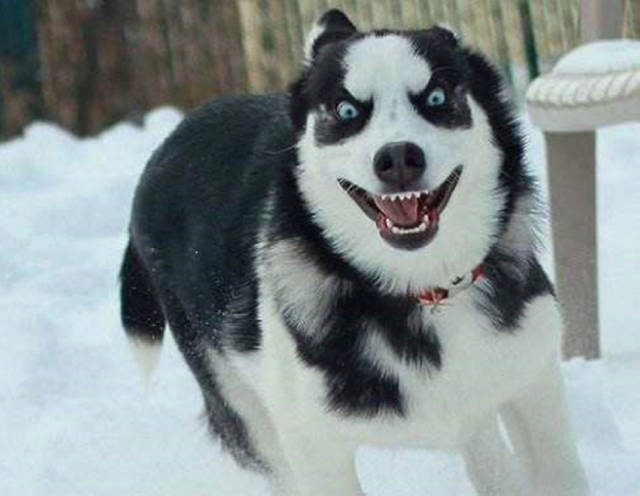哈士奇和柯基都是最近几年非常流行的家庭宠物犬,尤其是哈士奇,网络