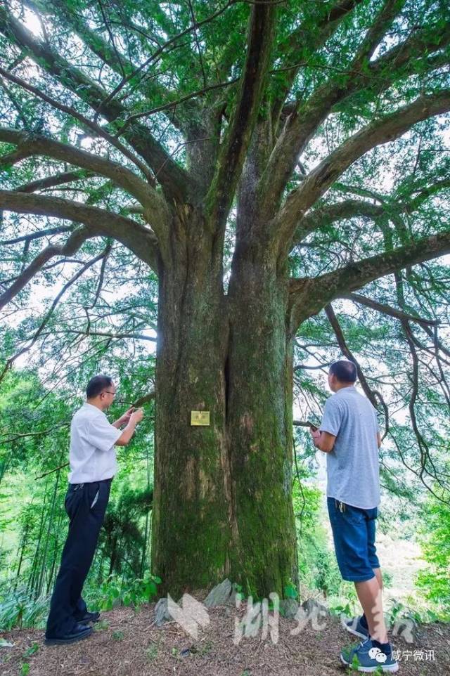 这两棵古香榧树生长在海拔约480多米的缮山中.