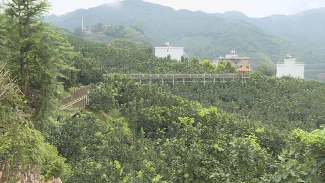 厉害了!平和县入选 2018年国家现代农业产业园