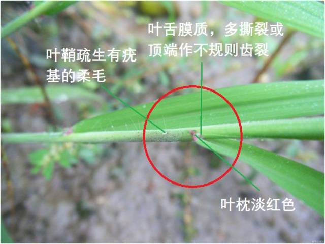 千金子叶舌叶鞘特写 千金子叶舌长1-2mm,膜质,常撕裂具小纤毛;叶鞘