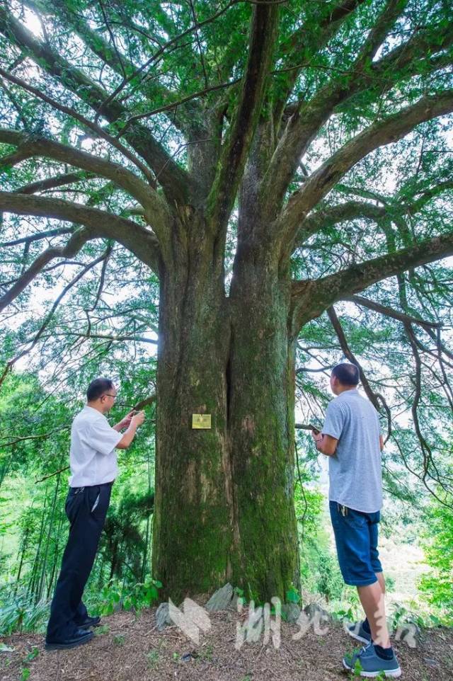 崇阳惊现千年古香榧树 历经千年硕果累累