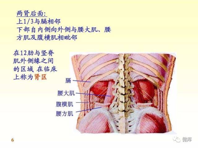 说到腰方肌与肾的关系,其实从解剖位置上看,我们两侧腰方肌刚好就在