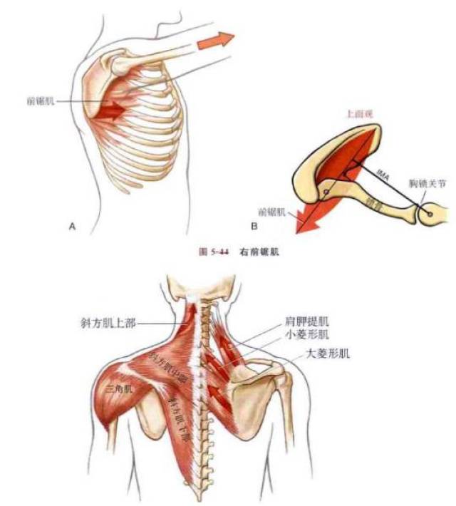 后面松了,前面紧了,自然就将我们的肩胛骨向前牵拉导致外翻了