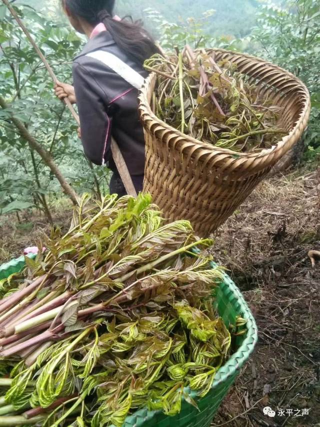 梅花村:树头菜变身"摇钱树"