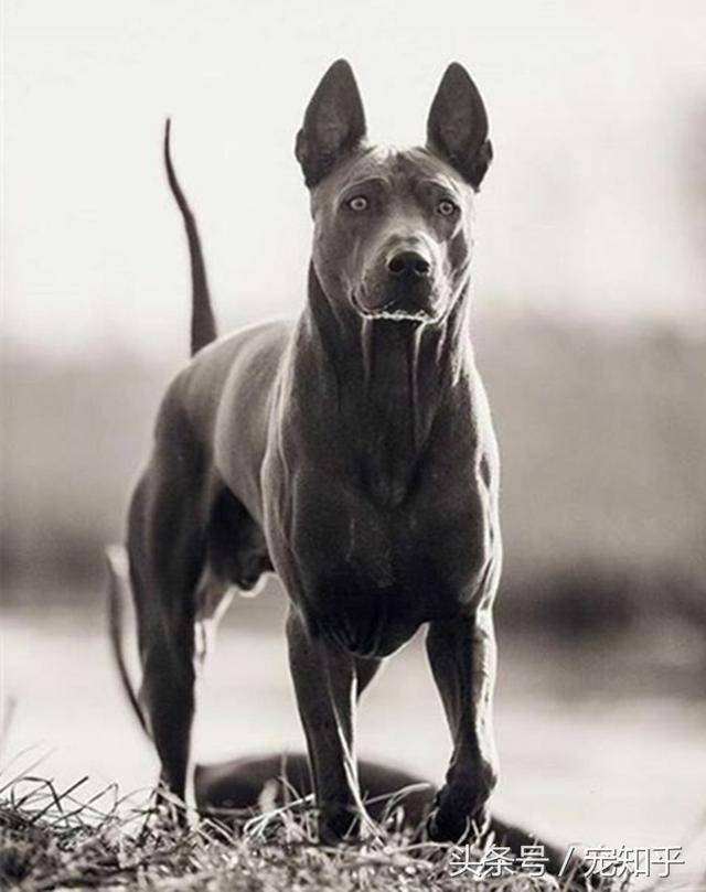 东南亚刽子手—泰皇脊背犬,世界上少有保留下古老血统的原始猎犬