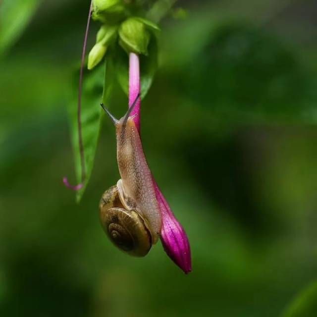 【摄影】雨后,植物上到处爬的是蜗牛