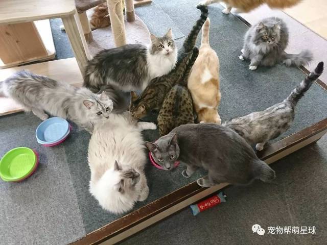 一群猫咪正在熟睡,突然惊醒躁动起来,接着.地震了.