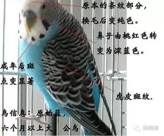 80b8875a764e404bb9df457c585a882c.jpeg