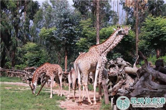 云南野生动物园两只长颈鹿搬家 将定居南宁动物园