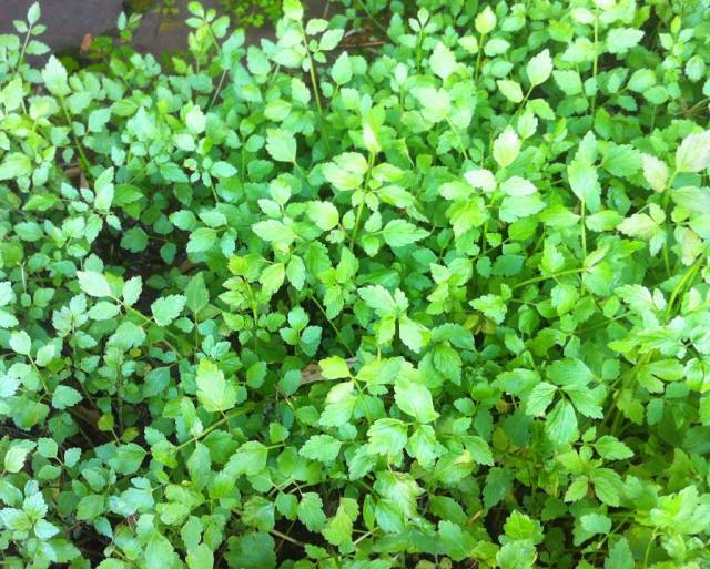农村这种野生植物,农民称它水辣菜,是一种很好的食药两用野菜
