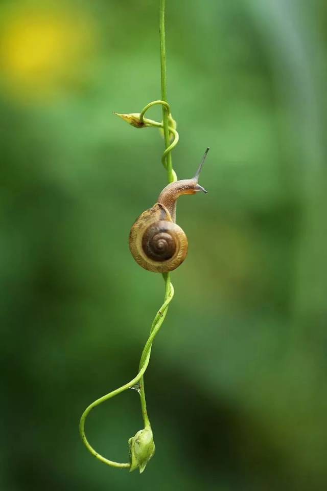 【摄影】雨后,植物上到处爬的是蜗牛