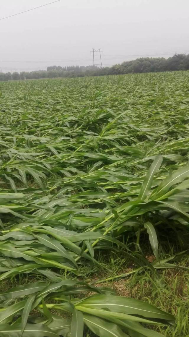 暴雨后,济源老乡的玉米倒伏,到底该不该扶?