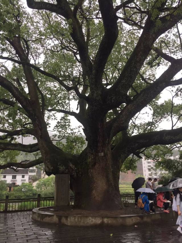 乡村古树保护