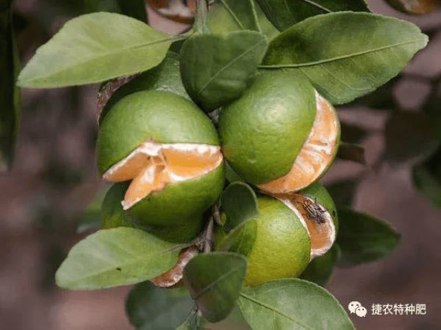 柑橘膨果期裂果怎么办?讲的很全面!