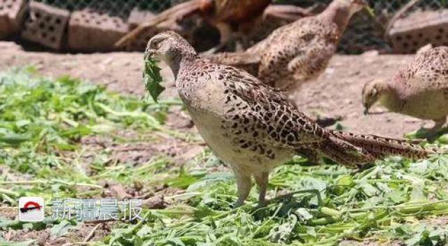 沙湾小伙养七彩山鸡开启梦想