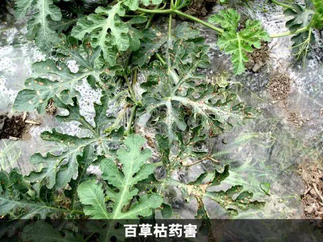 由于生理活动受抑,表现生长不良,如使用溴氰菊酯发生药害后,慢慢的叶