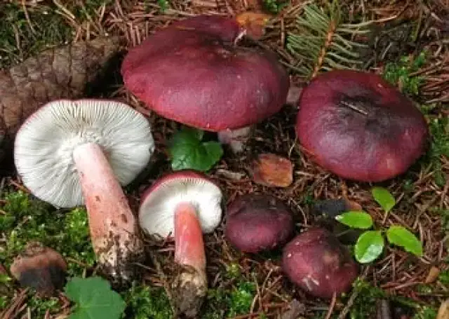 9岁女孩吃野蘑菇中毒身亡!菌类虽美味,这些一定不能吃
