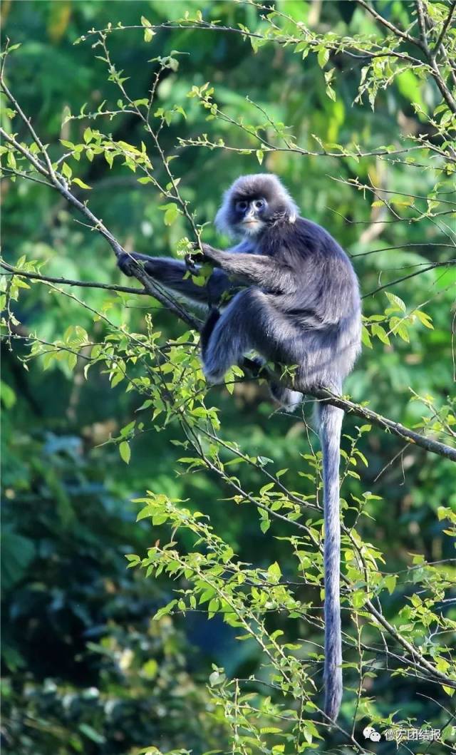 画面中这些周身呈灰色,拖着长尾巴的猴子就是国家一级保护动物菲氏叶