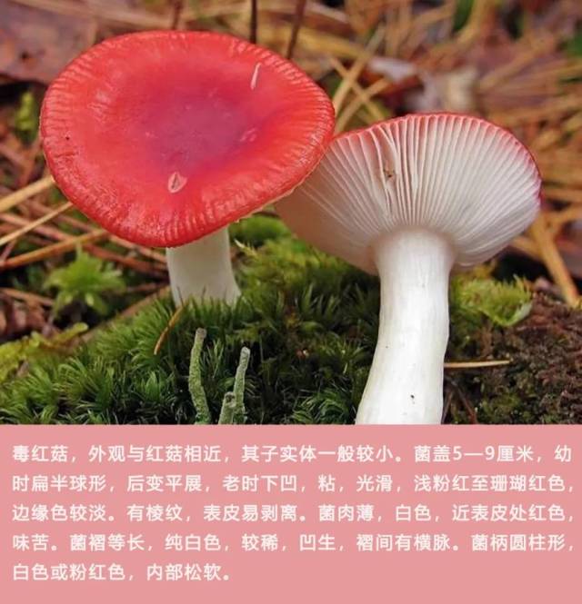 毒红菇,俗称呕吐