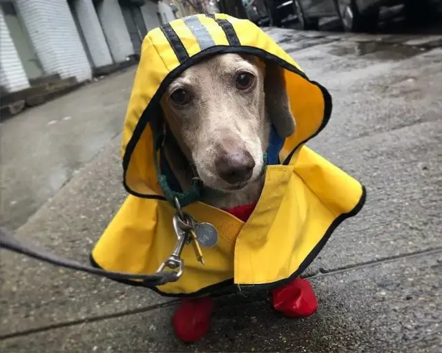 想哭碰到一只暴雨中都要散步的狗