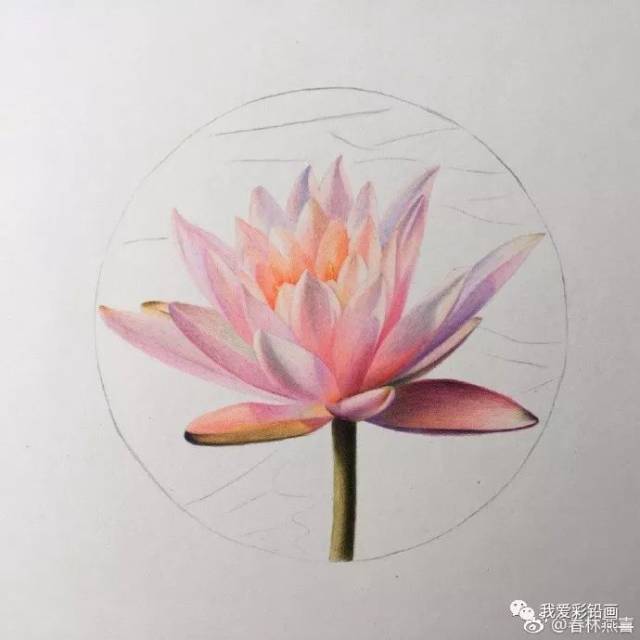 彩铅手绘—莲花.自在如你,花之君子