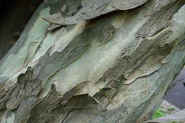 青檀剥落的树皮.图片:daderot / wikipedia