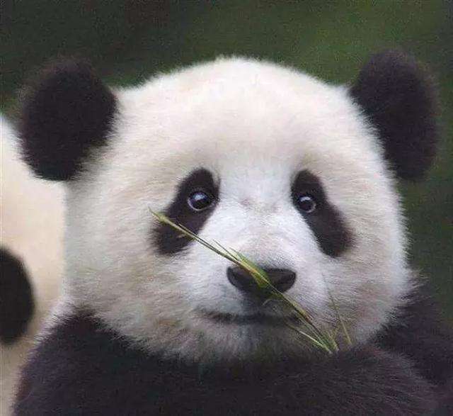 网友捡到酷似熊猫的狗狗, 带着动人的黑眼圈, 传说中的"大熊狗"