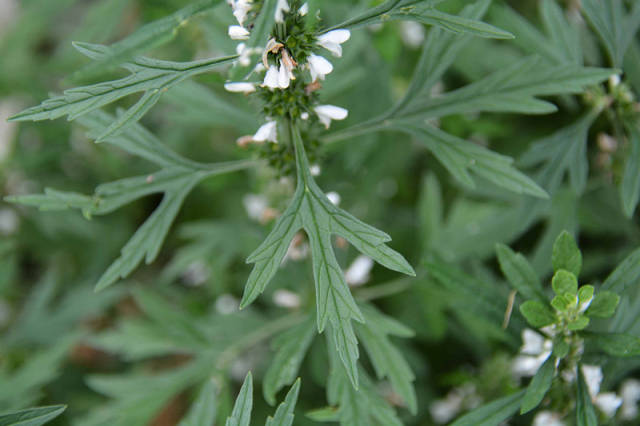 益母草的食用方法与功能主治