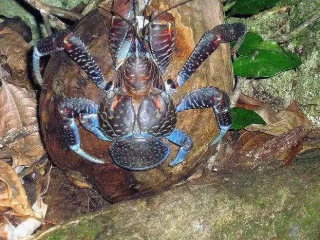 世界上最大的六种螃蟹,贝爷:红烧还是清蒸