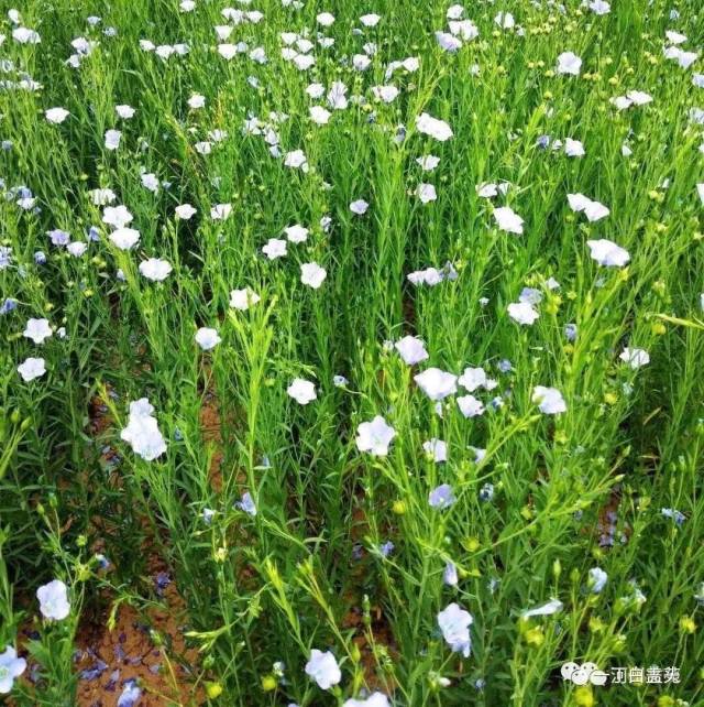 胡麻花开 大榨油香