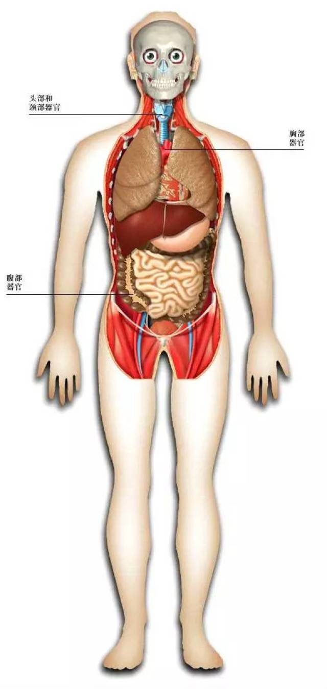 史上最全的人体解剖全图,赶快收藏!