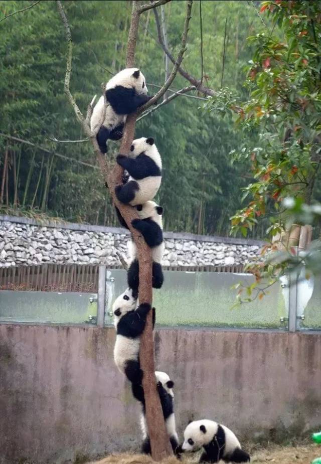 关于大熊猫的10个冷知识