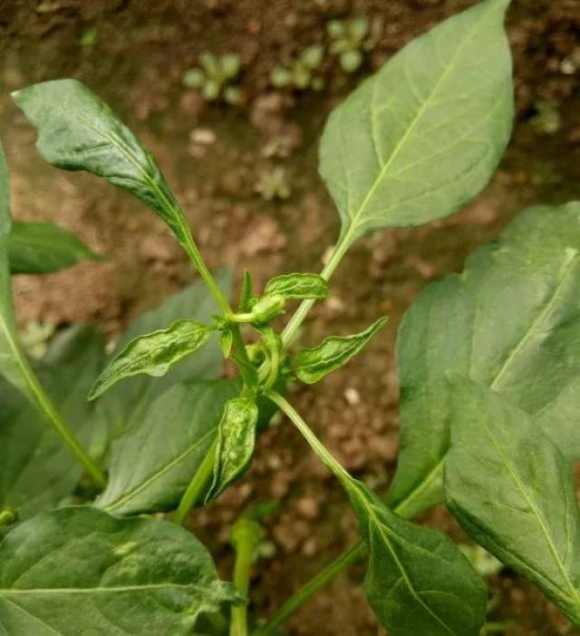 植物生长调节剂发生药害症状识别 太全了!
