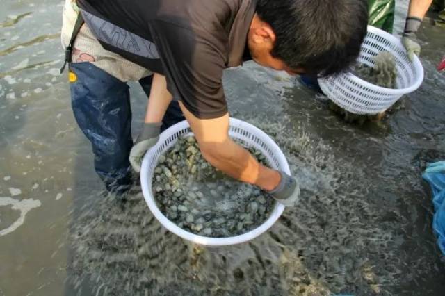 一粒泥螺一口饭,盛夏的下饭神器,不能少了这盘普陀泥螺!