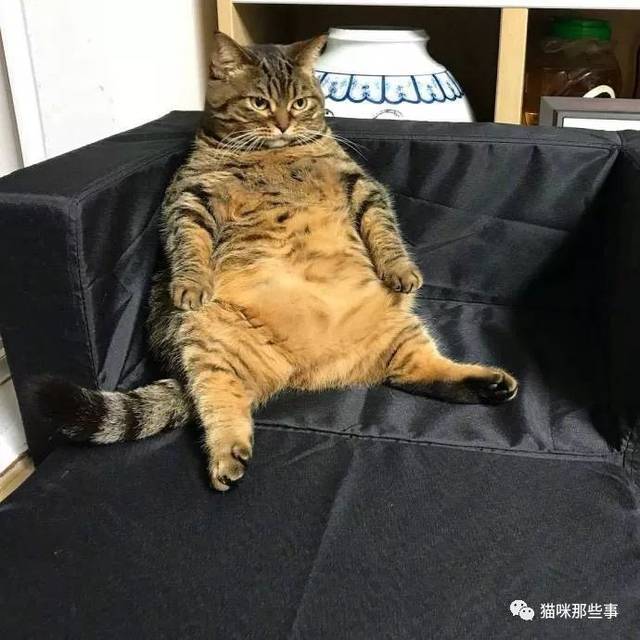 趴在你肚皮上吸一口,是不是全是肉?