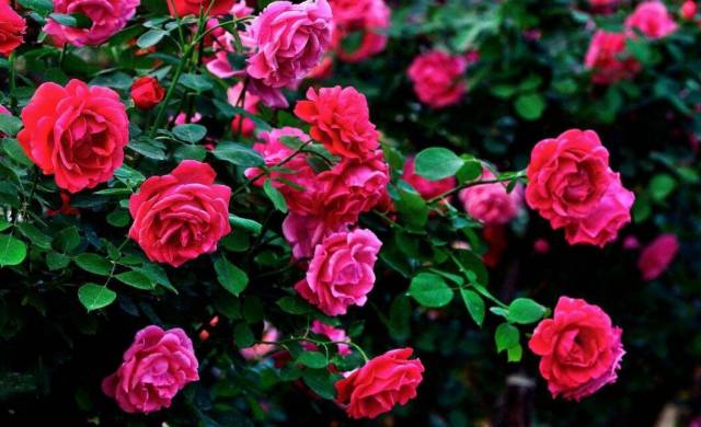 四川南充玫瑰树扮靓乡村路(图1) 四川南充玫瑰树扮靓乡村路(图1)