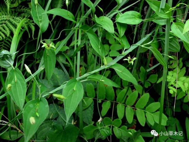 在植物界,叶片轮生现象并不多见,主要集中在茜草科和桔梗科中,是种比